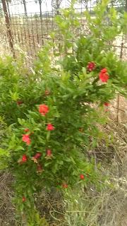 Los granados del secano