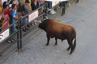 CARCABUEY VUELVE A VIBRAR CON SU TORO DE CUERDA CASI TRES AÑOS DESPUÉS