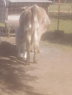 Prueba tuberculosis mediante tuberculina