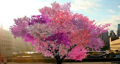 Árbol Frankenstein, el frutal que produce 40 frutas diferentes.