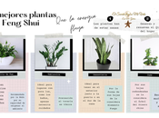 mejores plantas para Feng Shui