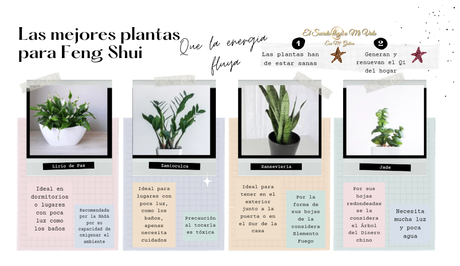 Las mejores plantas para Feng Shui