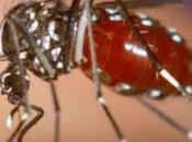 redujo presencia mosquitos Barcelona