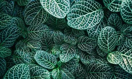 Las plantas inteligentes