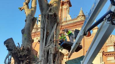 Salvar los árboles andaluces de un nuevo arboricidio. Salvar los árboles andaluces de un nuevo arboricidio.