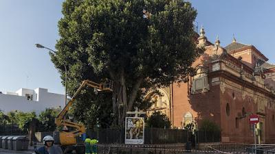 Salvar los árboles andaluces de un nuevo arboricidio. Salvar los árboles andaluces de un nuevo arboricidio.