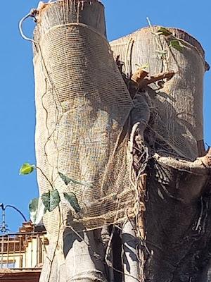 Salvar los árboles andaluces de un nuevo arboricidio. Salvar los árboles andaluces de un nuevo arboricidio.
