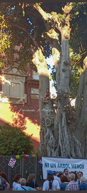 Salvar los árboles andaluces de un nuevo arboricidio.