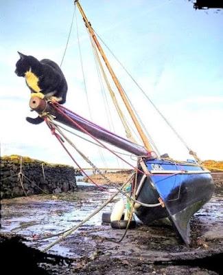 Salvar los árboles andaluces de un nuevo arboricidio. Salvar los árboles andaluces de un nuevo arboricidio.