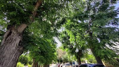 Salvar los árboles andaluces de un nuevo arboricidio.