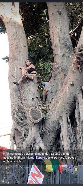 Salvar los árboles andaluces de un nuevo arboricidio. Salvar los árboles andaluces de un nuevo arboricidio.