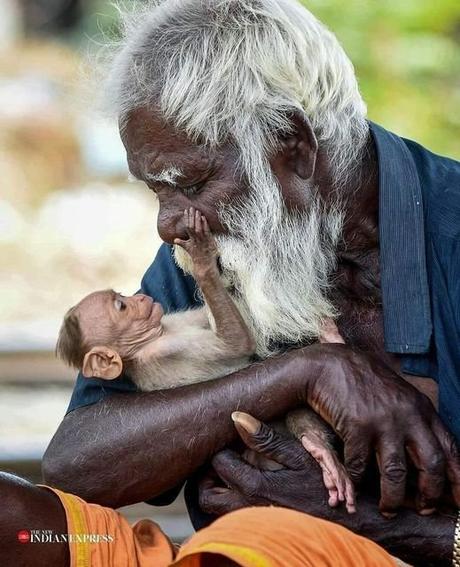 Salvar los árboles andaluces de un nuevo arboricidio. Salvar los árboles andaluces de un nuevo arboricidio.