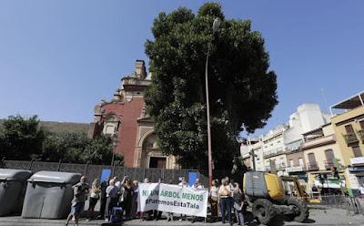 Salvar los árboles andaluces de un nuevo arboricidio. Salvar los árboles andaluces de un nuevo arboricidio.