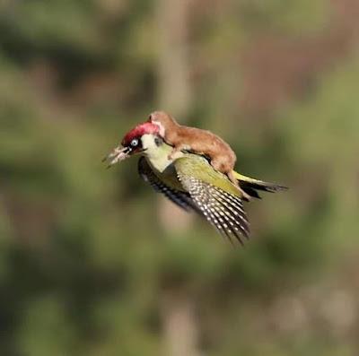 Salvar los árboles andaluces de un nuevo arboricidio. Salvar los árboles andaluces de un nuevo arboricidio.