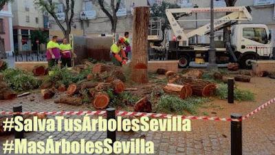 Salvar los árboles andaluces de un nuevo arboricidio. Salvar los árboles andaluces de un nuevo arboricidio.