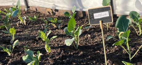 La Educación Medioambiental impartida en la escuela según Logos International School