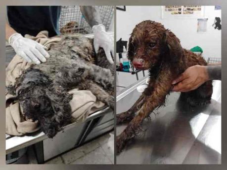 (video)Incendio en taller de la colonia Tercera Grande: 14 perros fallecen