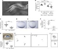 Encuentran un farmaco para tratar la enfermedad mitocondrial