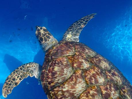 Playas de Salvador, Bahía