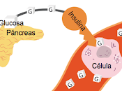 procesamiento insuficiente insulina conduce obesidad