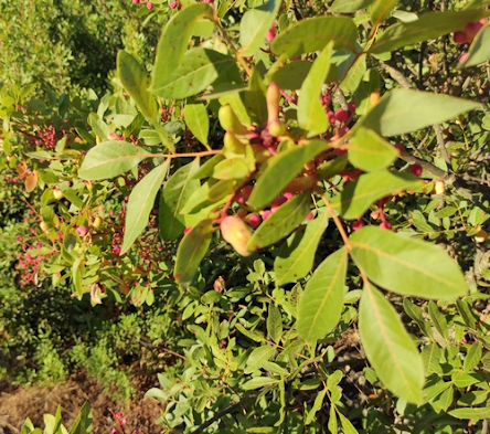 El Rinconcillo Botánico, I