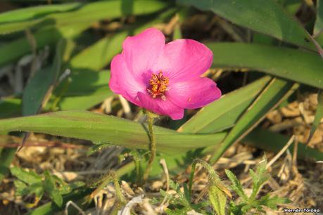 Malvavisco (Modiolastrum gilliesii)