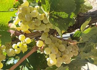 BODEGAS PIRINEOS PREVE RECOGER 2,8 MILLONES DE UVAS DE GRAN CALIDAD