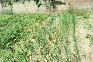 Las cebollas no desarrollan como el año pasado