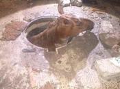 Rescatan caballo cayó alcantarilla Querétaro