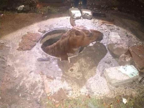 Rescatan a caballo que cayó en alcantarilla en Querétaro