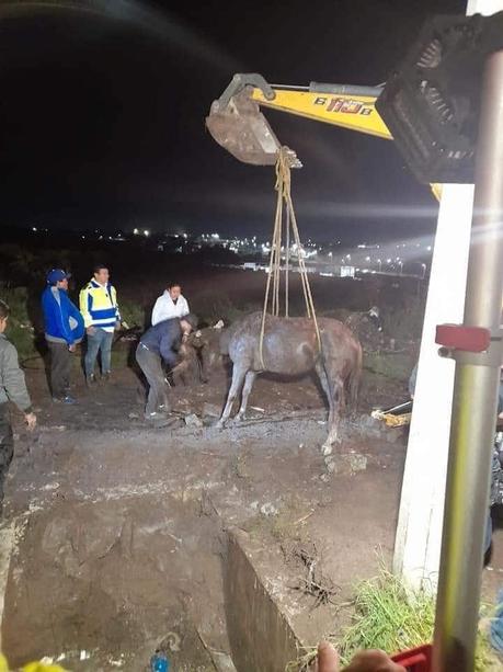 Rescatan a caballo que cayó en alcantarilla en Querétaro