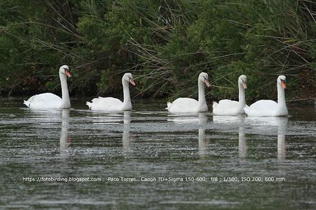 Cisnes