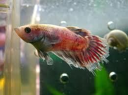 Podedumbre de aletas