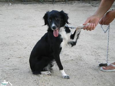 XAQUI, PERRITA CIEGA SIGUE BUSCANDO QUIEN LA QUIERA.... PERO YA VA PERDIENDO LA ESPERANZA. (TOLEDO)