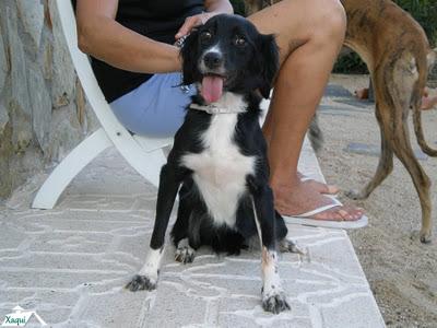 XAQUI, PERRITA CIEGA SIGUE BUSCANDO QUIEN LA QUIERA.... PERO YA VA PERDIENDO LA ESPERANZA. (TOLEDO)