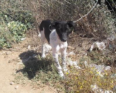 GALGUITO 2 MESES Y YA ABANDONADO. NO HAY COMPASIÓN. (SEVILLA)