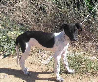 GALGUITO 2 MESES Y YA ABANDONADO. NO HAY COMPASIÓN. (SEVILLA)