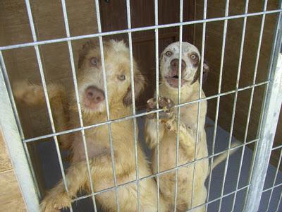 NICOLAS Y OTTO, dos hermanitos que ya no caben en la jaula....MUY URGENTE!! PERRERA DE ORIHUELA.