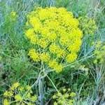 zumillo plantas medicinales