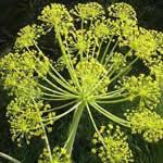 zumillo plantas medicinales