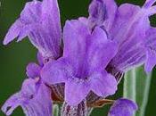 Aceite esencial Lavanda