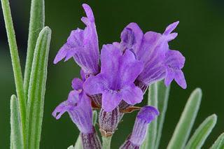 Aceite esencial de Lavanda