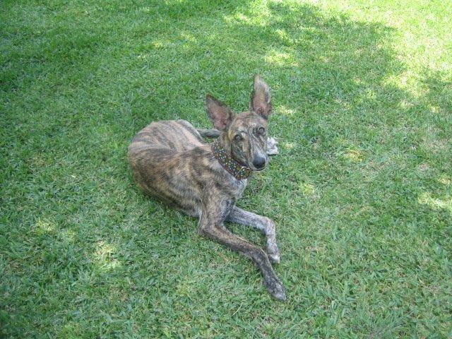 El rincón del adoptante. Elvira, Diva e Himilce ( y el recuerdo de la dulce Leala)