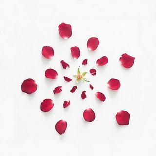 Pétalos de Flores en Fotos