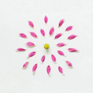 Pétalos de Flores en Fotos