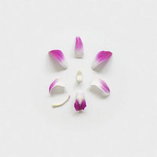 Pétalos de Flores en Fotos