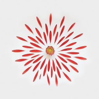 Pétalos de Flores en Fotos