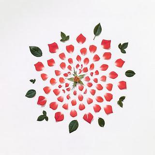 Pétalos de Flores en Fotos