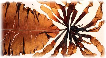 Club de Probadoras de Belleza Chic y laboratorios Zorgan