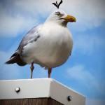 Angry Birds está basada en 'hechos reales'